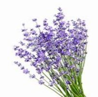 What are the benefits of Lavender oil?
