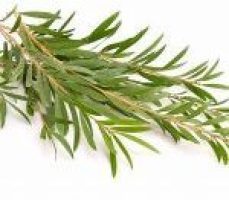 What are the benefit of Tea Tree oil?